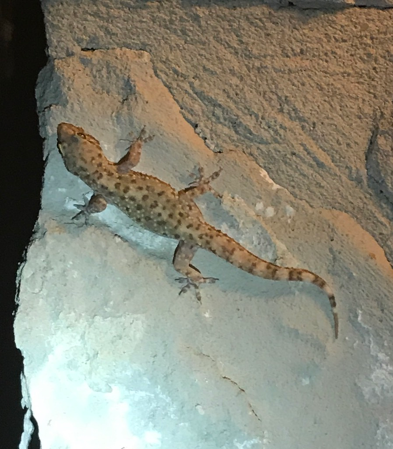 Illustration for article titled A Scorpion, Gecko, and Praying Mantis Are Having A Turf War On The Side Of My House